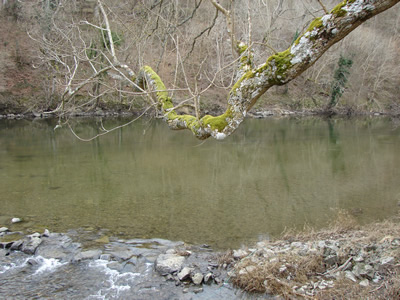 Nyth, River Wye